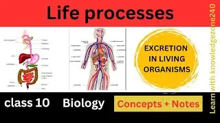 Understanding Excretion in Living Organisms | Life Processes Explained
