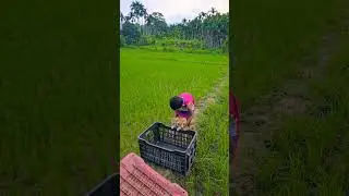 Baby released two big cats #meow