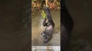 Тону! Смешная озвучка🤣