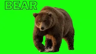 Free green screen video bear green screen video 