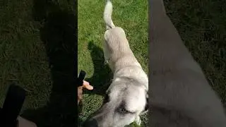 Kangal E Collar training update