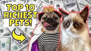 Top 10 Richest Pets in the World (#1 is Mind-Blowing)