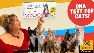 Discover Your Cat's Secrets with Basepaws DNA Test Kit