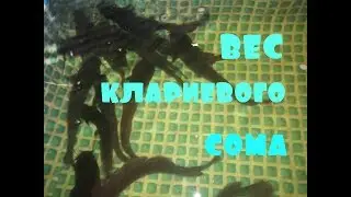 Клариевый или африканский сом. Взвешивание 10 месяцев.