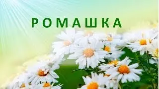 ❀✿ Ромашка ✿❀