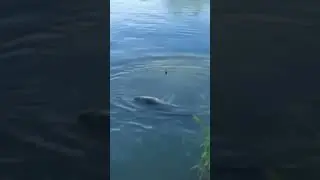 Ничего себе осетр на удочку , смотреть всем, очень редкое явление #донка #поплавок #рыба #удочка