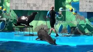 Морська левиця. Одеський дельфінарій. #рекомендації