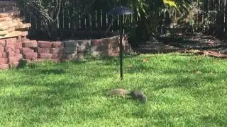 Fat squirrel plots on bird feeder.
