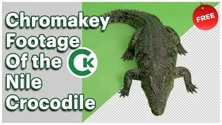 Nile Crocodile Green Screen Footage | Chromakey Animal Assets