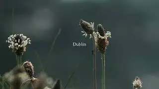 Dublin on film (Kodak Funsaver)