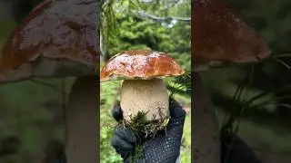 #funghi