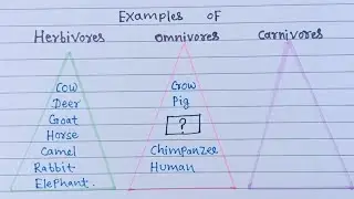 “Herbivores, Omnivores, and Carnivores: A Handwritten Triangle Guide to Nutrition!”