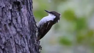 Comesebo Grande (Pygarrhichas albogularis)