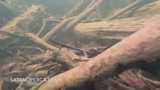 Fast Water Creek Snorkel:  Part 2