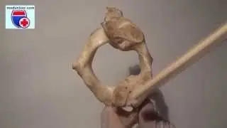 Atlas. Normal anatomy of the first cervical vertebra - meduniver.com