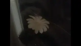 Кактус зацвёл.