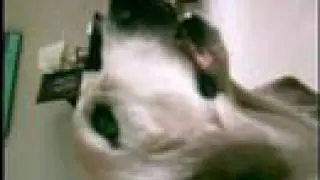 Singing Dog 2 - Maggie Returns