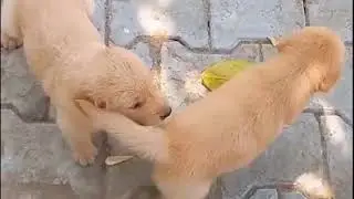 Golden retriever  Pomeranian Puppies Doing Funny Things #8 | Cute and Funny Dogs