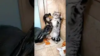 😡😡😡 #shorts #cat #kucinglucu #viral #video #youtubeshorts #2023 #trending #subscribe #fyp