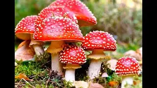 Двуличный YopSSa...   Раскрыл сущность, YopSSa Грибовой агент
