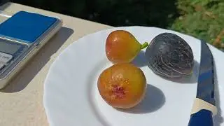 Созревание инжира сортов Альбакор коммуна и Королевский белый