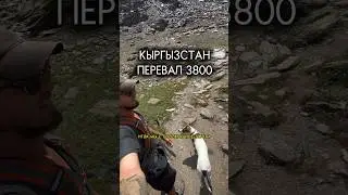 ПЕРЕВЕЛ ТЕЛЕТЫ 3800 МЕТРОВ #влог #блог #горы #собака #кыргызстан #путешествие
