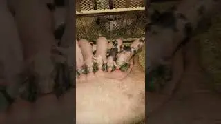 Карапузики готовятся к продаже 🤗