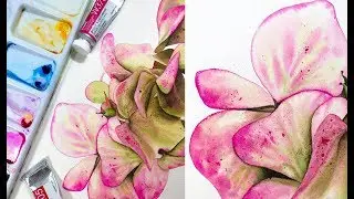 Hydrangea Flowers Painting in Watercolor