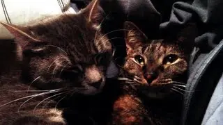 Two Cats Snuggling Together