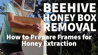 New Zealand Beehive Honey Box Removal - How to prepare frames ready for honey extraction