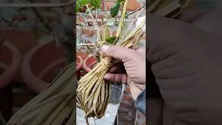 Rose Plant Growing Tips #gulabkaphool #plants #gardening #garden
