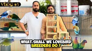 #NS_Vlog What Shall We Lovebirda Breeders Do ?