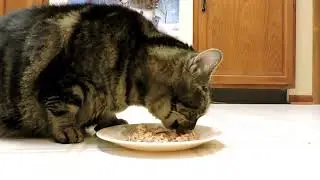 Cat meows loudly for breakfast (oddly satisfying)