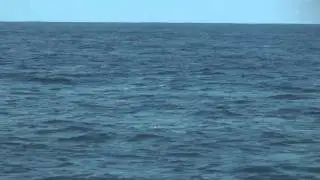 Flying fish in Pacific Ocean