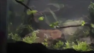 Live Fish Cycle! (Episode 3)