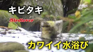キビちゃんの可愛い水浴び