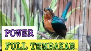 kolibri wulung gacor full tembakan