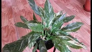 Spathiphyllum Gemini: Variety Overview, Differences from Domino, Differences from Other Varieties...