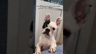 Ни стыда, ни совести 🐾😂