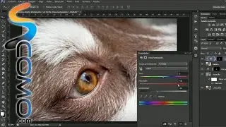 Cómo editar ojos de perros en Photoshop CS6
