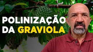 COMO REALIZAR A POLINIZAÇÃO DA GRAVIOLA