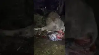 Doğum yaptıktan sonra rahmi dışarı atan inek veterner müdahalesiyle kurtarıldı ..