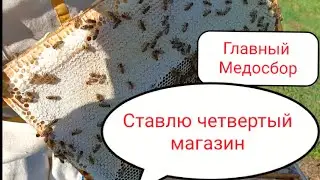 Главный Медосбор Западной Сибири