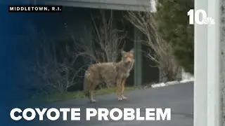 Middletown partners with USDA to manage reoccurring coyote problem