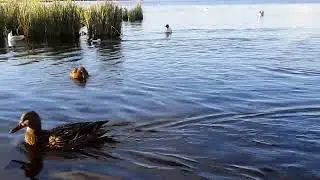 Утки на озере