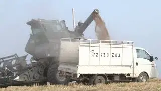 ДАНҒАРА. Ҷамъоварии ғалла дар деҳоти Себистон.