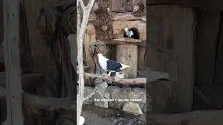 Голубь породы агаран