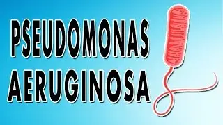 Pseudomonas Aeruginosa