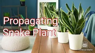 Propagating Snake Plant #grow through cuttings,2 Way's to make free plants