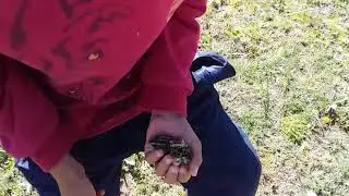 keklik yavrusu